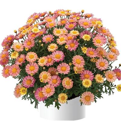 Argyranthemum 'Angelic™ Sweets' Argyranthemum 'Angelic™ Sweets'