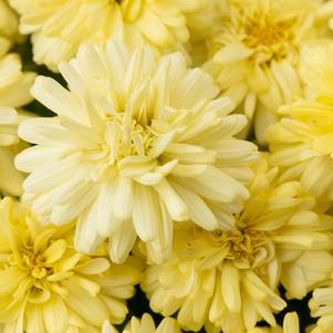 Argyranthemum 'BOOST Yellow' Argyranthemum 'BOOST Yellow'