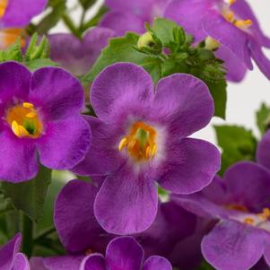 Bacopa 'Epic™ Violet' Bacopa 'Epic™ Violet'