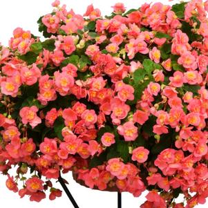 Begonia 'RiseUp™ Flamingo's Dream' Begonia 'RiseUp™ Flamingo's Dream'