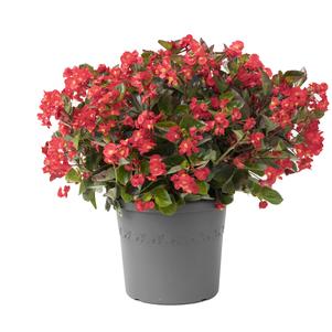 Begonia 'Viking® Explorer Red on Green' Begonia 'Viking® Explorer Red on Green'