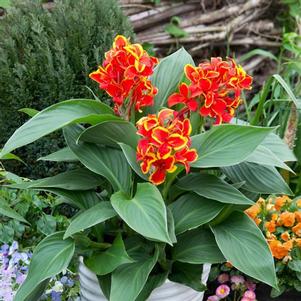 Canna x generalis 'Cannova® Red Golden Flame' Canna x generalis 'Cannova® Red Golden Flame'