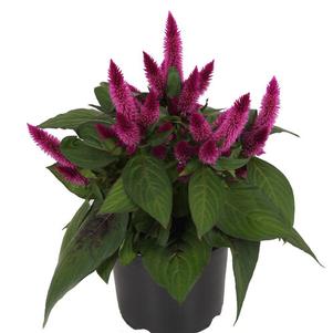 Celosia 'Kelos® Atomic Violet' Celosia 'Kelos® Atomic Violet'