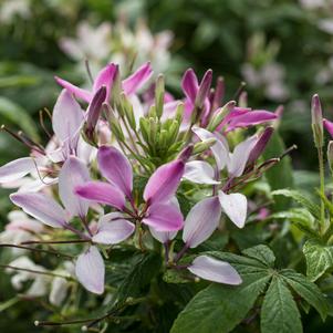 Cleome 'Clementine™ Blush' Cleome 'Clementine™ Blush'