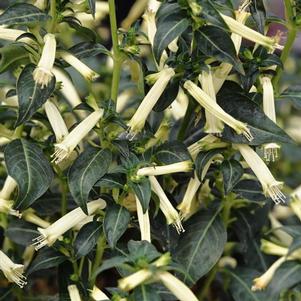 Cuphea 'Sugarbells' Cuphea 'Sugarbells'