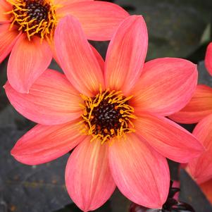 Dahlia 'Happy Days™ Neon' Dahlia 'Happy Days™ Neon'