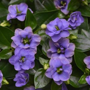 Exacum 'Jupiter Blue' Exacum 'Jupiter Blue'