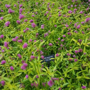 Gomphrena globosa 'Cosmic Flare N/A!' Gomphrena globosa 'Cosmic Flare N/A!'