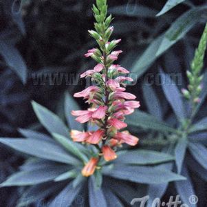 Isoplexis 'Bella' Isoplexis 'Bella'