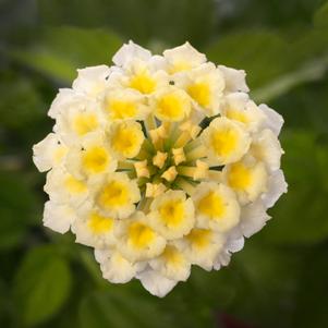 Lantana 'Bandolista™ Coconut' Lantana 'Bandolista™ Coconut'