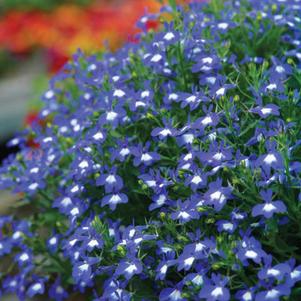 Lobelia 'Hot® Bavaria' Lobelia 'Hot® Bavaria'
