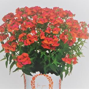 Nemesia 'AngelArt® Grapefruit' Nemesia 'AngelArt® Grapefruit'