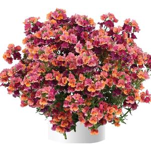 Nemesia 'Nesia™ Tropical' Nemesia 'Nesia™ Tropical'