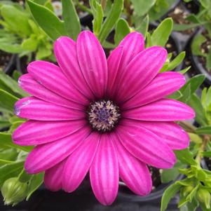 Osteospermum 'Daisy Falls™ Purple' Osteospermum 'Daisy Falls™ Purple'