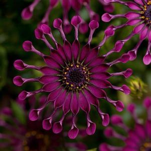 Osteospermum 'FlowerPower™ Spider Purple'