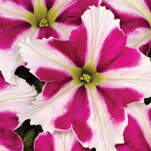 Petunia 'BigDeal™ Flamenco Dancer' Petunia 'BigDeal™ Flamenco Dancer'