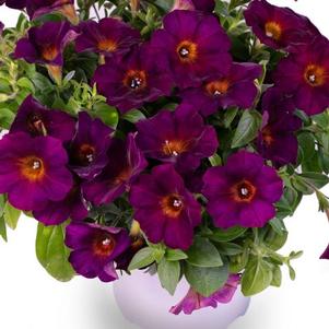 Petunia 'Crazytunia® Golden Eye Purple' Petunia 'Crazytunia® Golden Eye Purple'