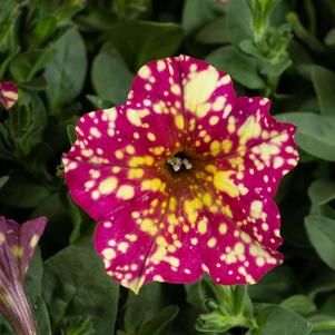 Petunia 'Splash Dance™ Calypso Cherry' Petunia 'Splash Dance™ Calypso Cherry'