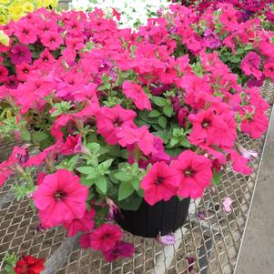 Petunia 'Surfinia® XXL Watermelon Jazz' Petunia 'Surfinia® XXL Watermelon Jazz'