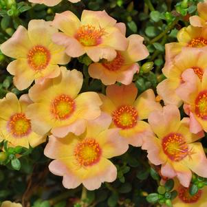 Portulaca 'Hot Shot™ Pink Grapefruit' Portulaca 'Hot Shot™ Pink Grapefruit'