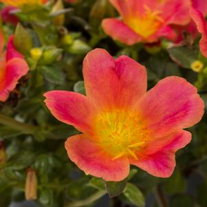 Portulaca 'Hot Shot™ Tangerine Glow' Portulaca 'Hot Shot™ Tangerine Glow'