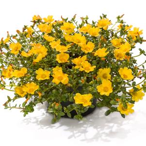 Portulaca 'Hot Shot™ Yellow White' Portulaca 'Hot Shot™ Yellow White'