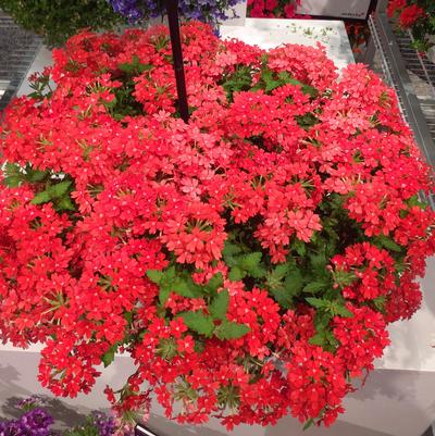 Verbena Lascar™ Orange Lava