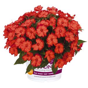 Impatiens 'Sunstanding® Helios Orange' Impatiens 'Sunstanding® Helios Orange'