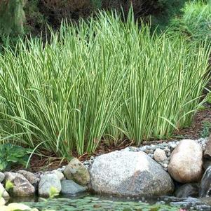 Acorus calamus 'Variegatus' Acorus calamus 'Variegatus'