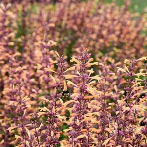 Agastache 'Meant to Bee™ Queen Nectarine' Agastache 'Meant to Bee™ Queen Nectarine'