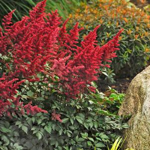 Astilbe 'Fanal' Astilbe 'Fanal'