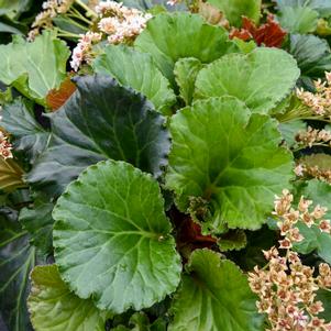 Bergenia 'Ripple Effect' Bergenia 'Ripple Effect'