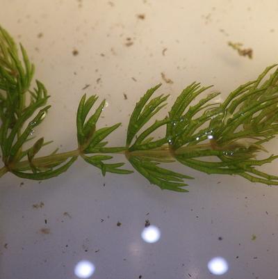 Ceratophyllum demersum Ceratophyllum demersum