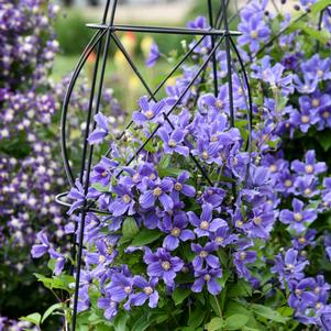 Clematis 'Rain Dance' Clematis 'Rain Dance'