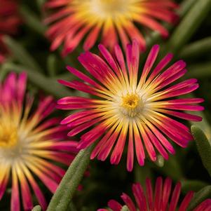 Delosperma Delmara® Red