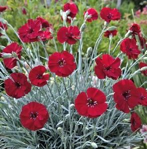 Dianthus American Pie™ Cherry Pie