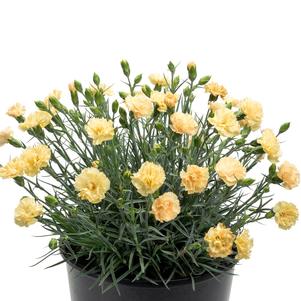 Dianthus Premier™ Hello Yellow