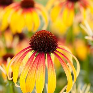 Echinacea 'Meadow Mama™ Fiery' Echinacea 'Meadow Mama™ Fiery'