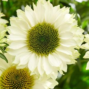 Echinacea 'Sunseekers White Perfection' Echinacea 'Sunseekers White Perfection'
