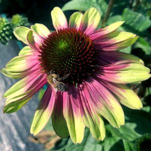 Echinacea 'Sweet Sandia' Echinacea 'Sweet Sandia'