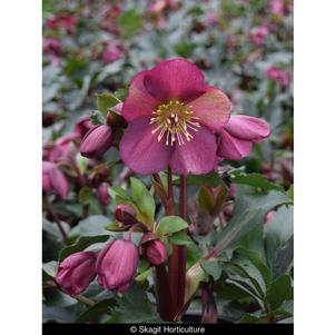 Helleborus Frostkiss® Anna's Red