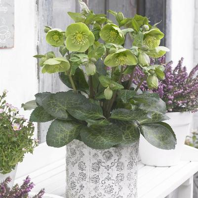 Helleborus 'Frostkiss® Illumi Lime' Helleborus 'Frostkiss® Illumi Lime'