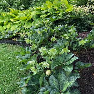 Helleborus Frostkiss® Molly's White