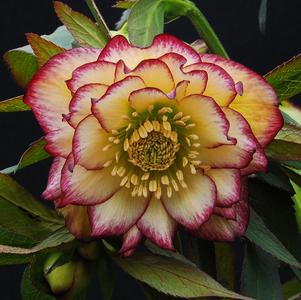 Helleborus 'Winter Jewels® Sun Flare' Helleborus 'Winter Jewels® Sun Flare'