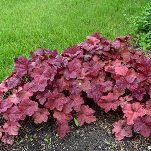 Heuchera 'Lava Lamp' Heuchera 'Lava Lamp'