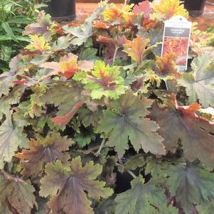 Heucherella 'Copper King' Heucherella 'Copper King'