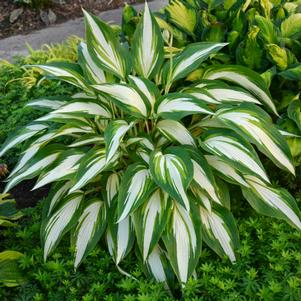 Hosta 'Cool as a Cucumber' Hosta 'Cool as a Cucumber'