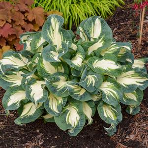 Hosta 'Hans' Hosta 'Hans'