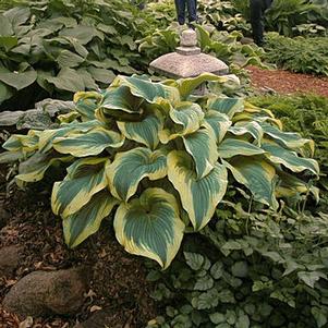 Hosta 'Montana Aureomarginata' Hosta 'Montana Aureomarginata'