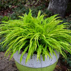 Hosta 'Party Streamers' Hosta 'Party Streamers'